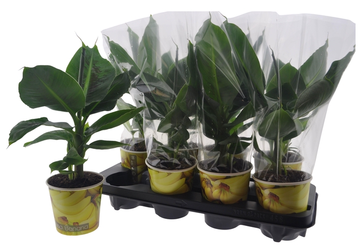 <h4>MUSA TROPICANA</h4>
