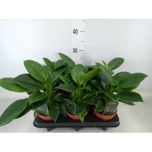 Philodendron  'Green Princess'