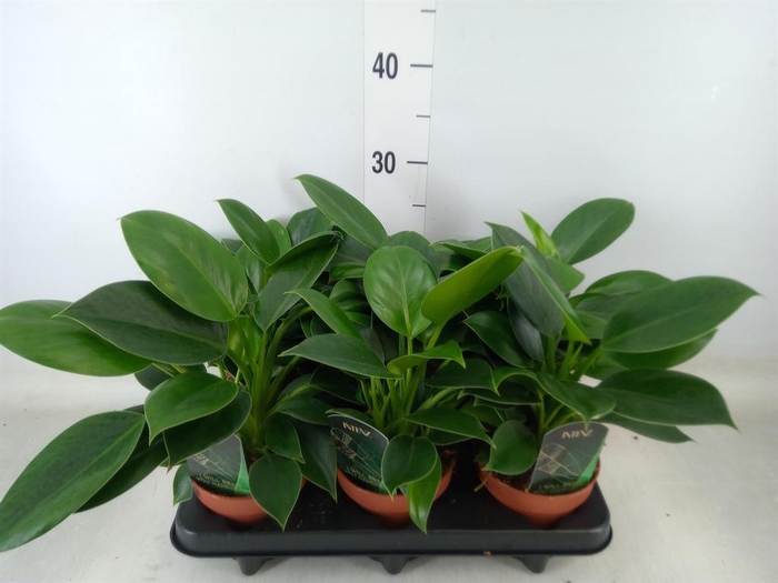 <h4>Philodendron 'Green Princess'</h4>