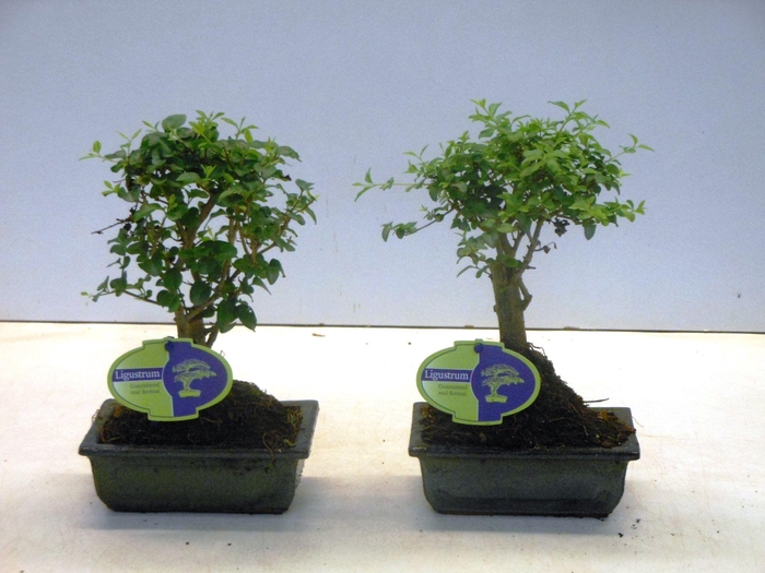 <h4>Ligustrum sinensis, 15cm., broom, without drip tray</h4>