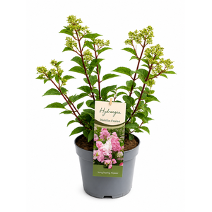 Hydrangea Pan. Vanille Fraise