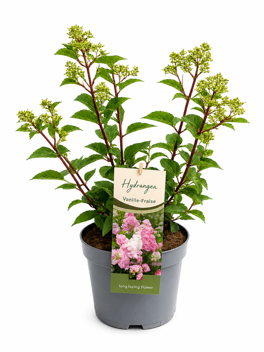 <h4>Hydrangea Pan. Vanille Fraise</h4>