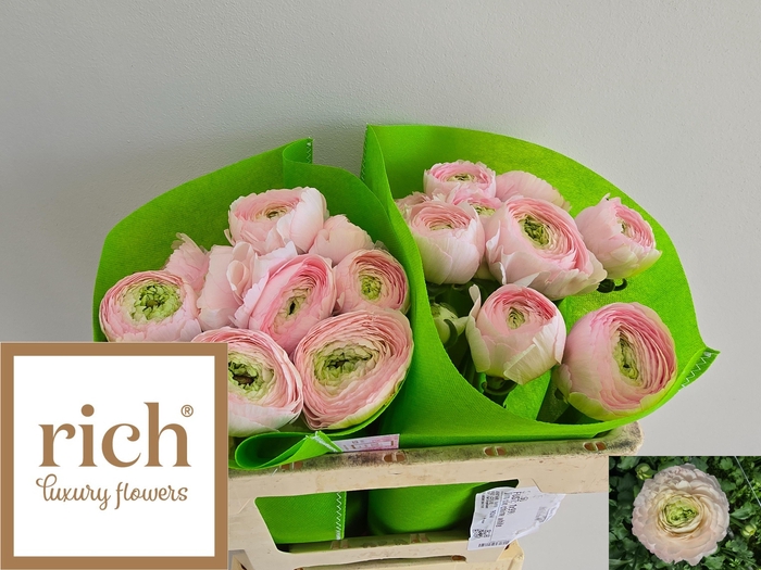 <h4>RAN SU FAVOLA</h4>