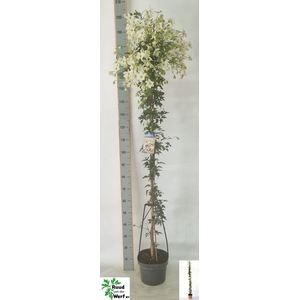 Clematis forst. 'Avalanche'