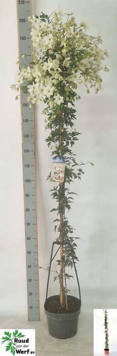 <h4>Clematis forst. 'Avalanche'</h4>