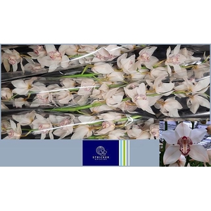 CYMB T MRS SUGAR LEE