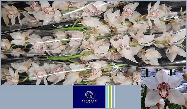 <h4>CYMB T MRS SUGAR LEE</h4>