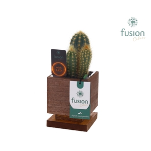The Green Lighting Garden LED Small met Cactus
