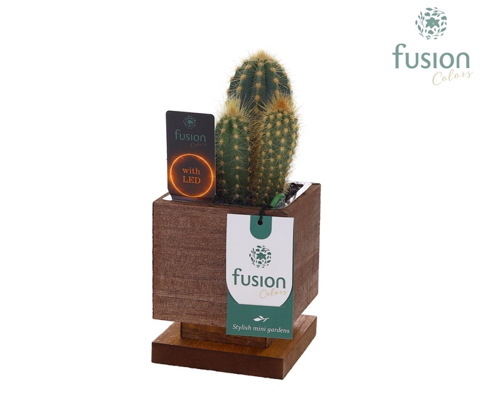 <h4>The Green Lighting Garden LED Small met Cactus</h4>