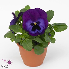 Viola wr. 'Delta Neon Violet'