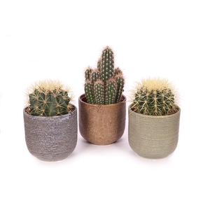 Cactus mix 12 cm in keramieke pot 