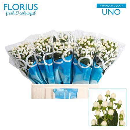 <h4>HYP COCO UNO</h4>