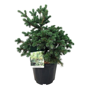 Picea pung. 'Lucky Strike'