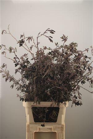 <h4>Alnus Glutinosa</h4>