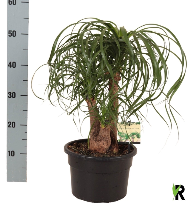 <h4>BEAUCARNEA RECUR</h4>