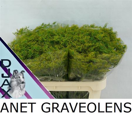 <h4>Anet Graveolens</h4>