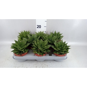 Gasteria