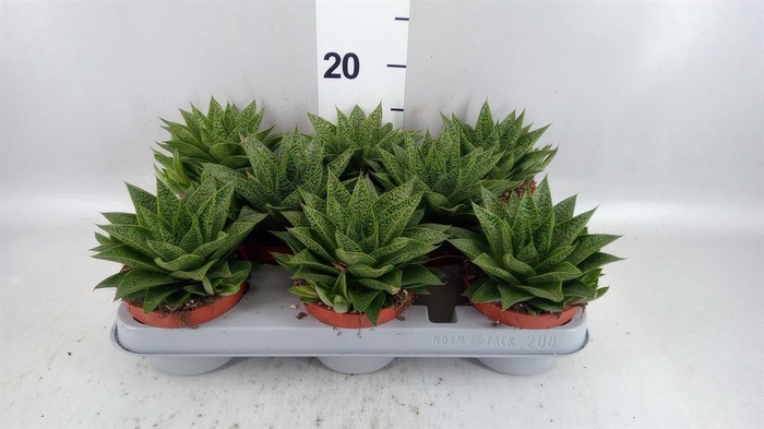 <h4>Gasteria</h4>
