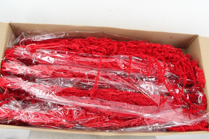 <h4>PF Amaranthus Hang Red Bs</h4>