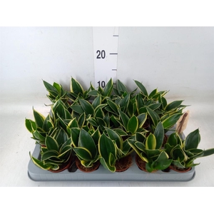 Sansevieria trifa. 'Golden Hahnii'