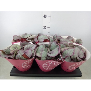 Begonia BD 'Hawaiian Silver'