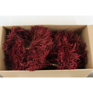 DF Gonio Tataricum Bs Bordeaux 30cm