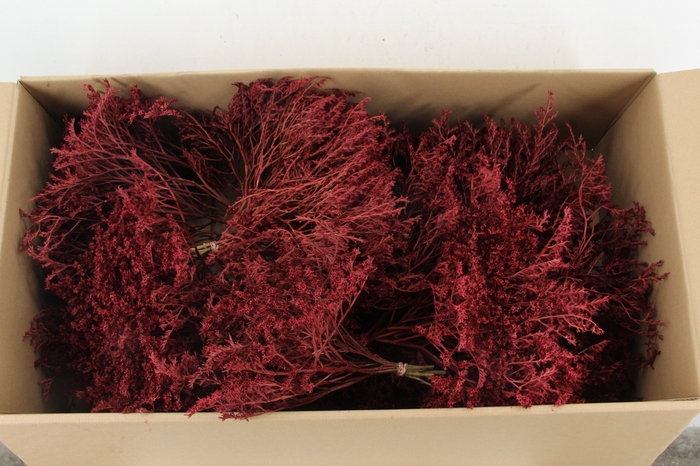 <h4>DF Gonio Tataricum Bs Bordeaux 30cm</h4>