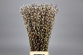 <h4>Salix Caprea Snow Flake Premium</h4>