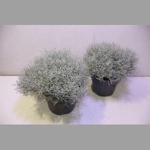 Leucoph Brownii
