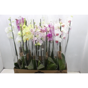 PHALAENOPSIS P12 2 HT