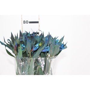 ALSTROEMERIA TINGIDA 080 CM AZUL