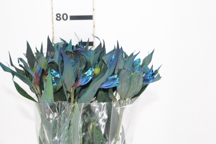 <h4>ALSTROEMERIA TINGIDA 080 CM AZUL</h4>