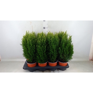 Chamaecyparis laws. 'Snow White'