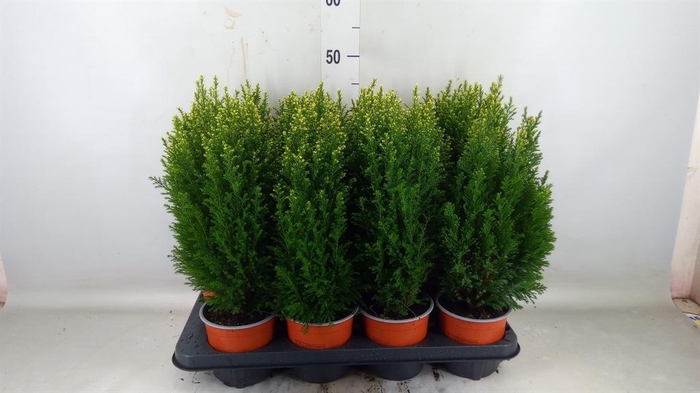 <h4>Chamaecyparis laws. 'Snow White'</h4>