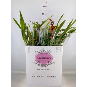 Cymbidium   ...mix