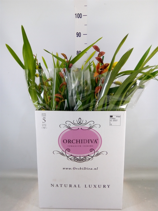 <h4>Cymbidium   ...mix</h4>