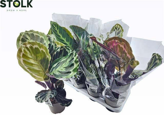 <h4>CALAT GEM 4 SRT</h4>