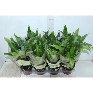 ASPLENIUM VARIADO P14