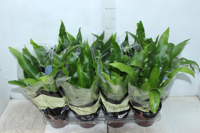 <h4>ASPLENIUM VARIADO P14</h4>