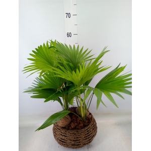 Livistona rotundifolia