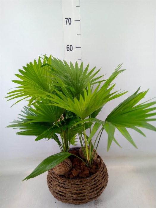 <h4>Livistona rotundifolia</h4>