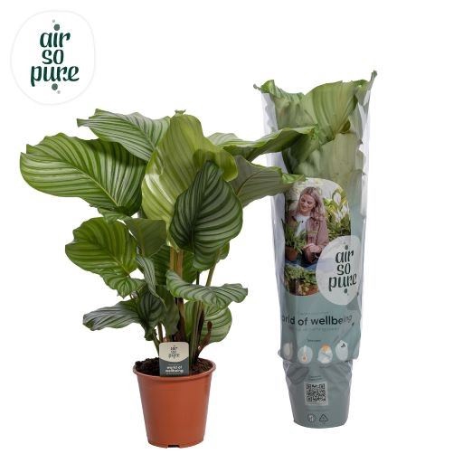 <h4>Calathea orbifolia</h4>