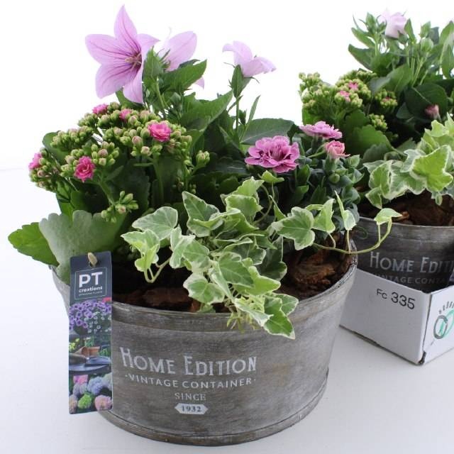 <h4>ARR TUINPLANTEN</h4>