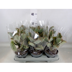 Kalanchoe NF beharensis