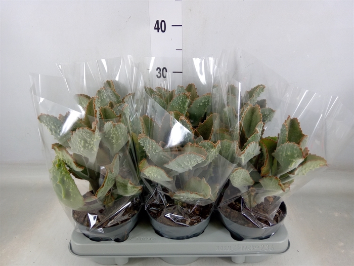 <h4>Kalanchoe NF beharensis</h4>
