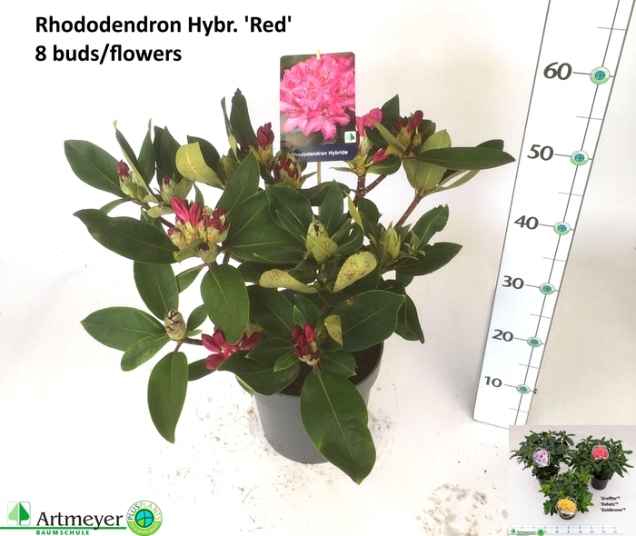 <h4>RHOD GEM</h4>