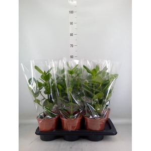 Clusia rosea 'Princess'