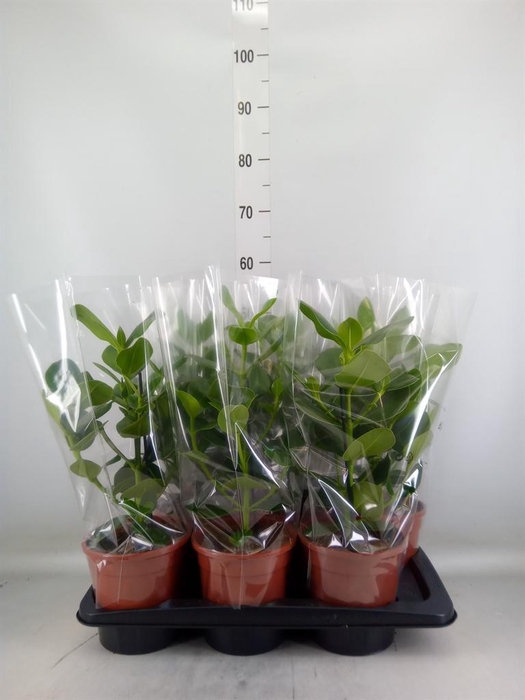 <h4>Clusia rosea 'Princess'</h4>