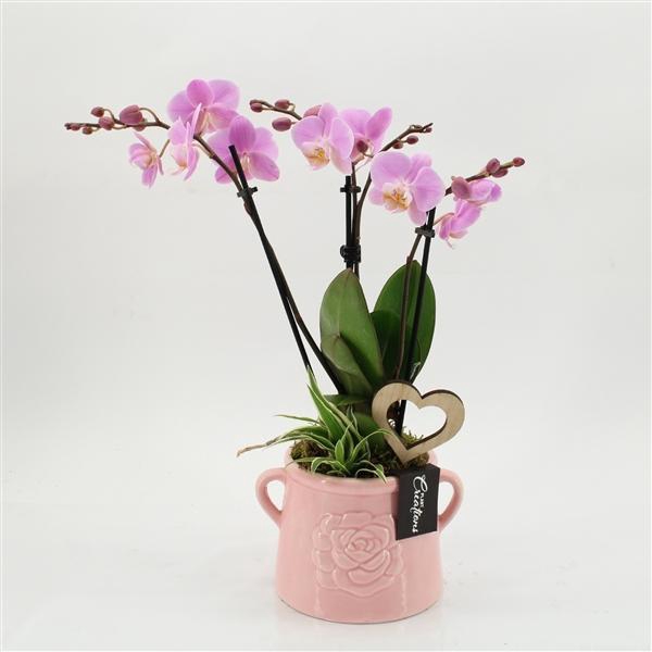 <h4>Arrangementen Phalaenopsis mt H%</h4>