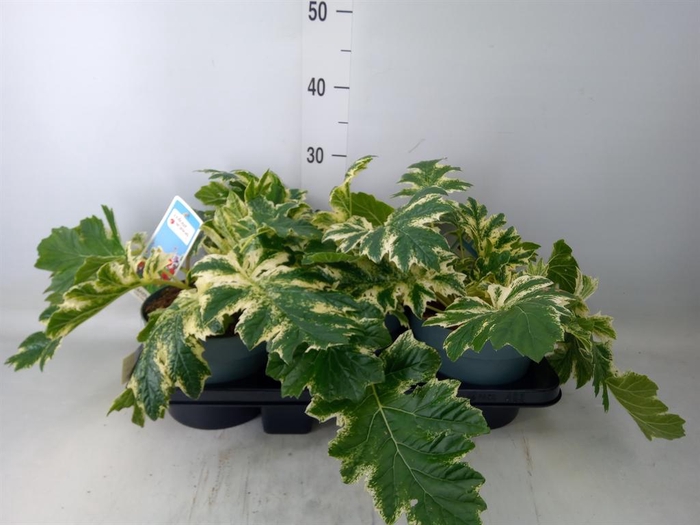 <h4>Acanthus mollis</h4>